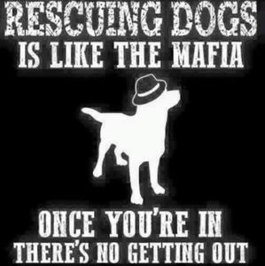 Meet your Animal Rescue Posher, Tammy